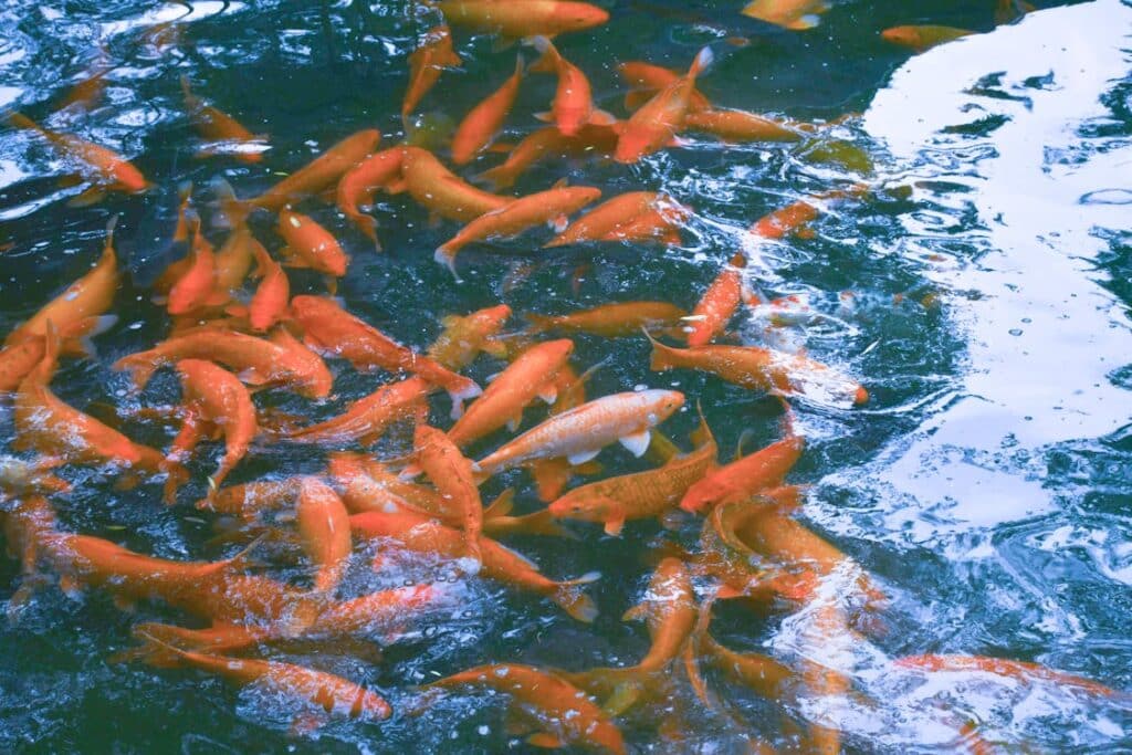 เปรียบเทียบบ่อดินกับบ่อปูนซีเมนต์